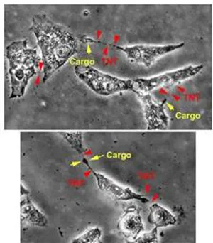 *کشف مسیر ارتباطی نانویی جدید در سلول‌های بنیادی مزانشیمی؛ دریچه‌ای نو به سوی پزشکی بازساختی*